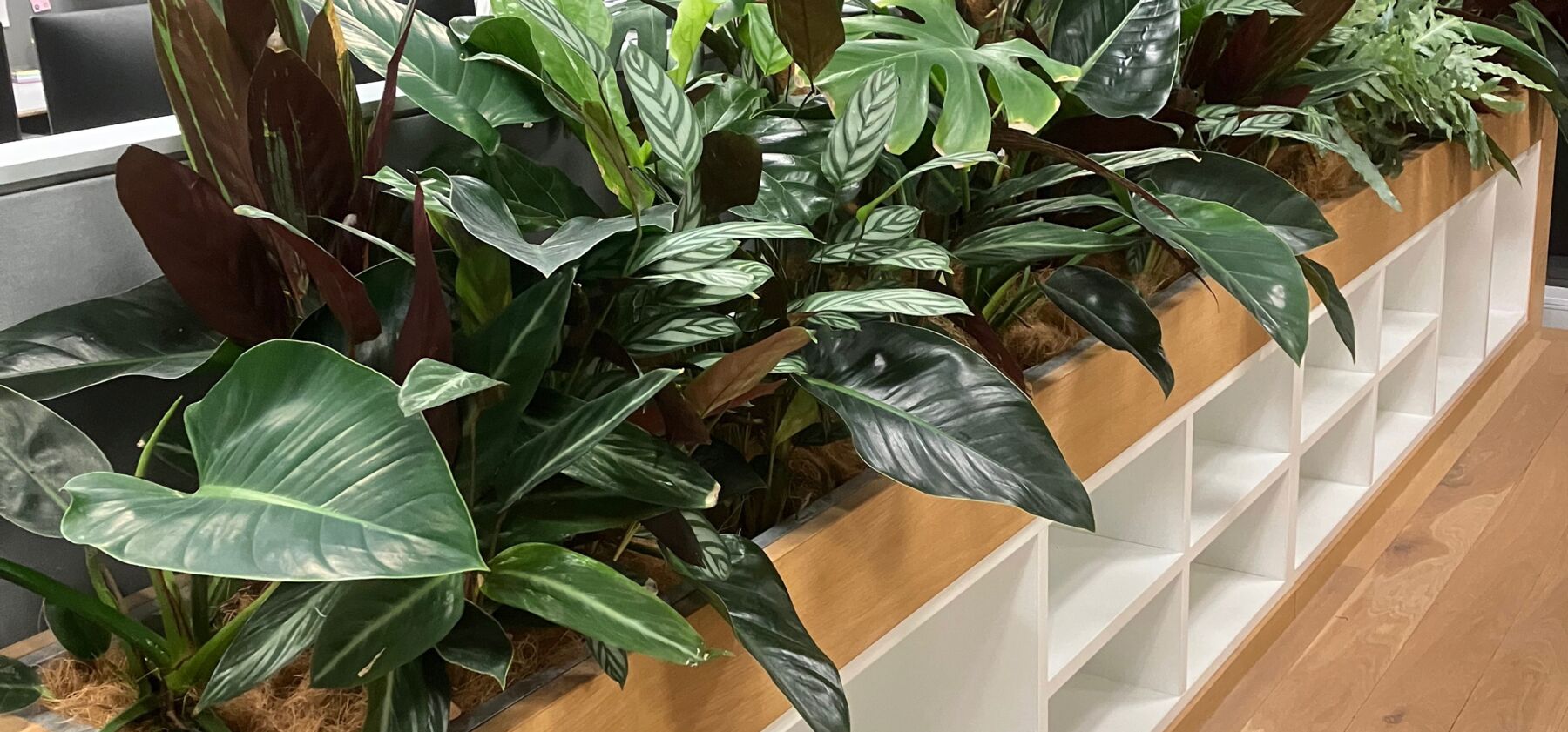 Indoor plants in a home living space