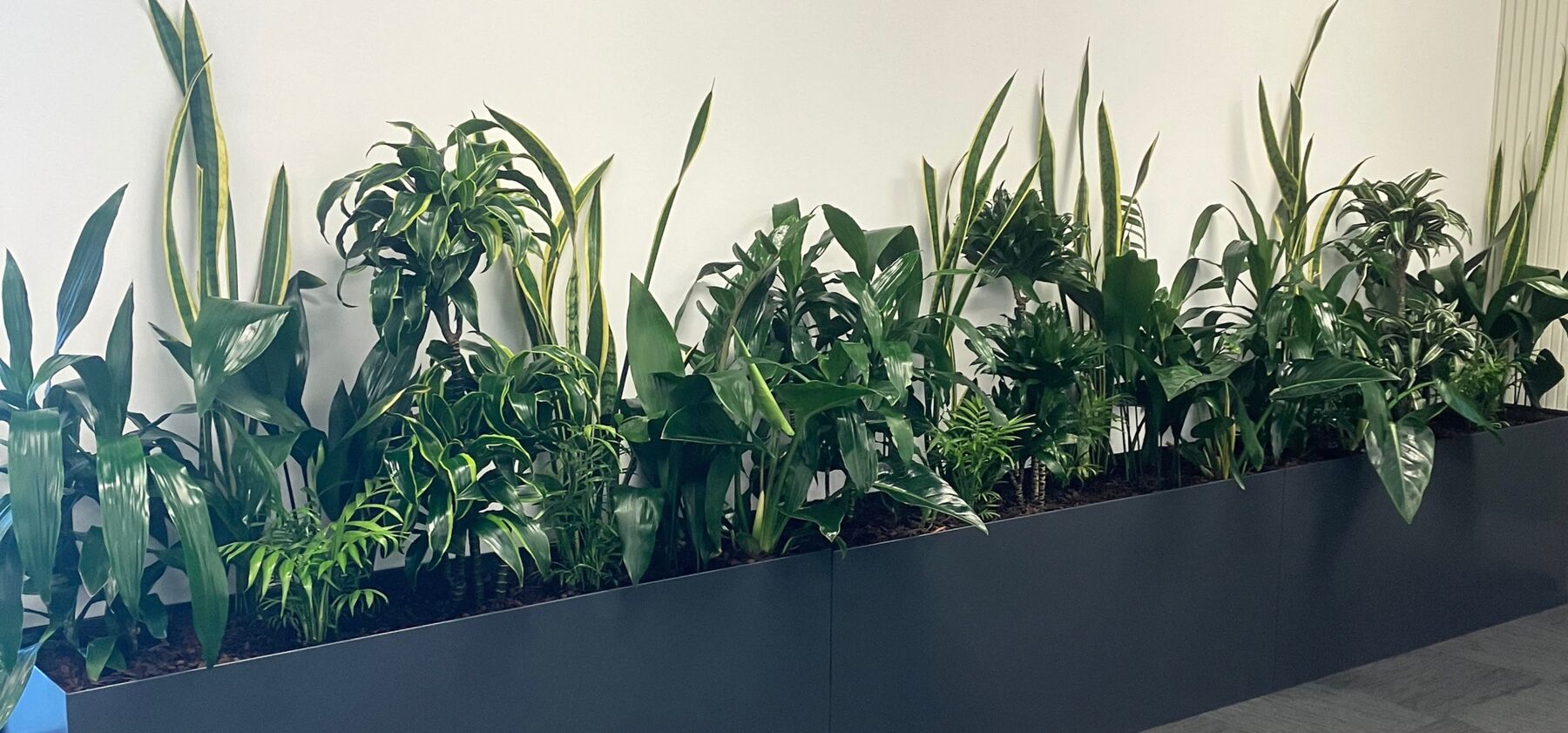 Planted trough in an open plan office