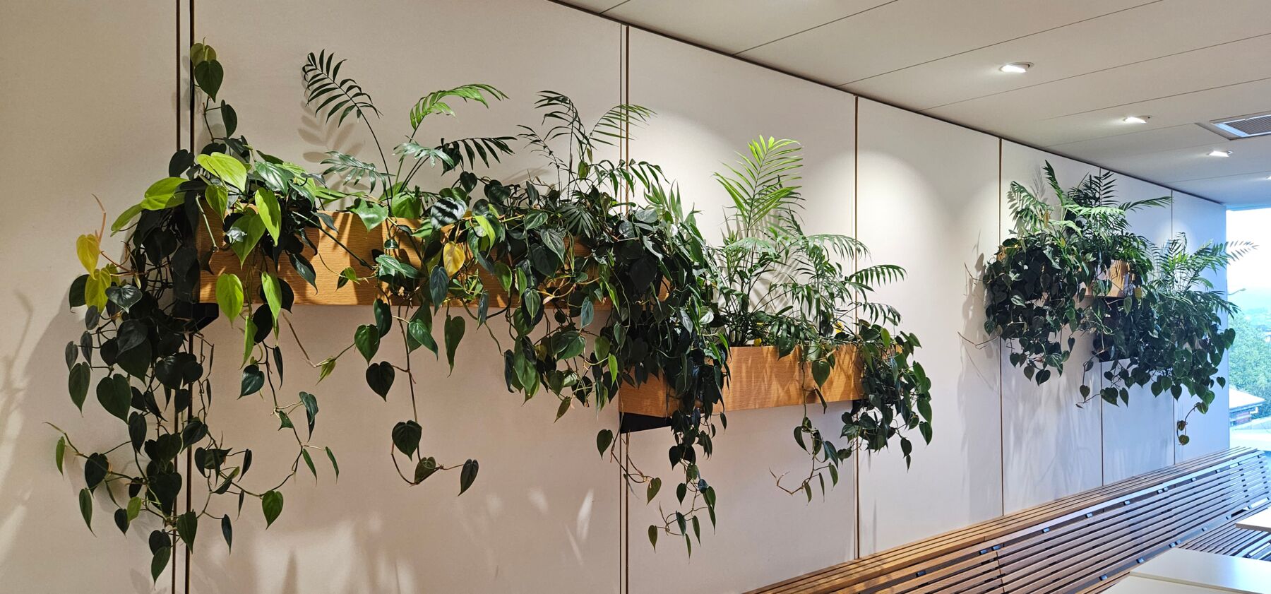 Living plant wall in a Christchurch office
